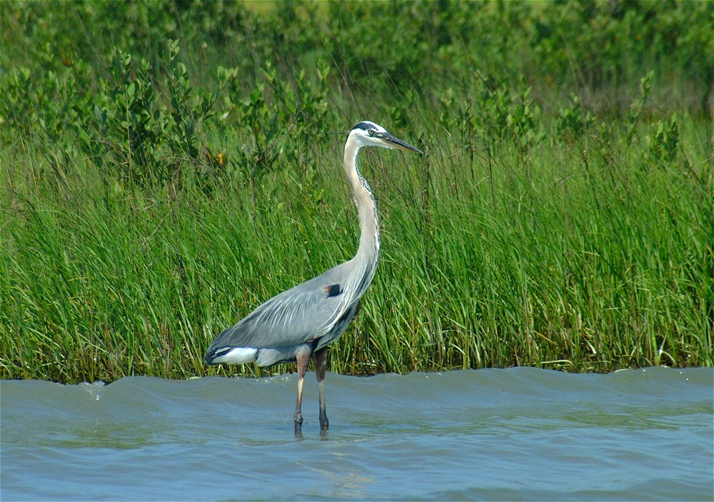 (13) Dscf3347 (great blue heron).jpg   (1000x703)   383 Kb                                    Click to display next picture